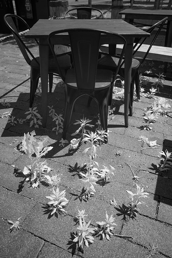 Infrared Photo of Outdoor Restaurant Seating with Weeeds Growing Between Paving Blocks.